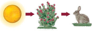 سلسلة غذائية